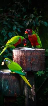 Animals Stock Photos