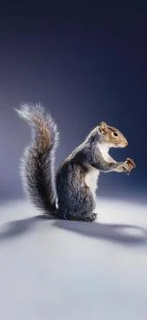 Animals Stock Photos