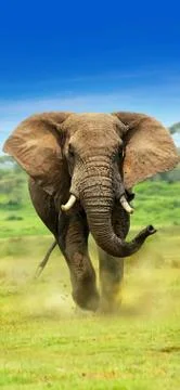 Animals Stock Photos