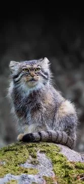 Animals Stock Photos