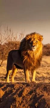 Animals Stock Photos