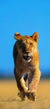 Animals Stock Photos