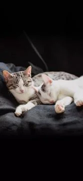 Animals Stock Photos