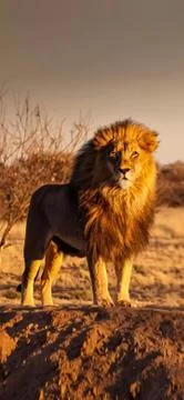 Animals Stock Photos