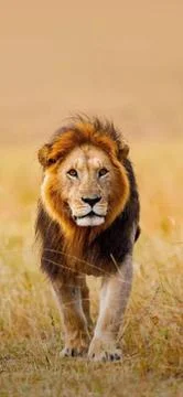 Animals Stock Photos