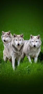 Animals Stock Photos