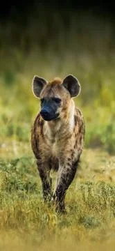 Animals Stock Photos