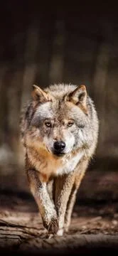 Animals Stock Photos