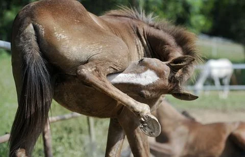 Animals Stock Photos