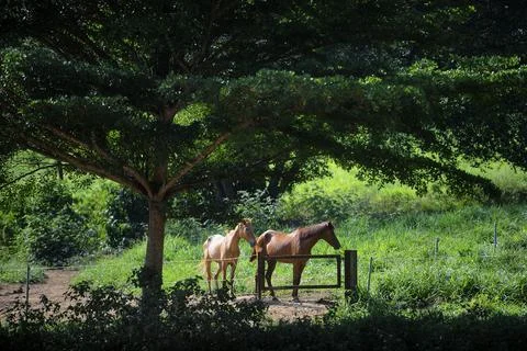 Animals Stock Photos