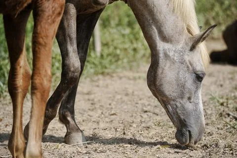 Animals Stock Photos