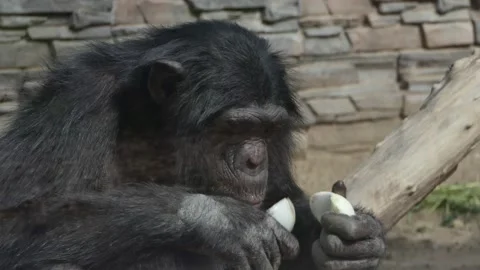 Animals, portrait. A chimpanzee eats an onion. Shooting through glass. Video stock 155472094