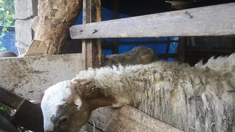 Animals prepared for slaughter during Eid al-Adha. Stock Footage 241472594