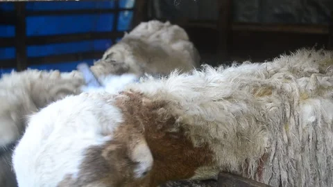 Animals prepared for slaughter during Eid al-Adha. Stock Footage 241472596