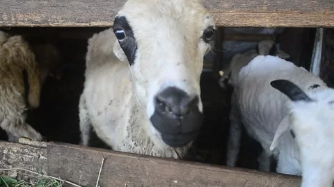Animals prepared for slaughter during Eid al-Adha. Stock Footage 241472599