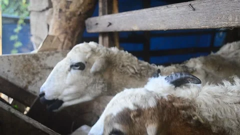 Animals prepared for slaughter during Eid al-Adha. Stock Footage 241472600