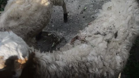 Animals prepared for slaughter during Eid al-Adha. Stock Footage 241967628