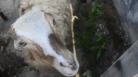 Animals prepared for slaughter during Eid al-Adha. Stock Footage 241967641