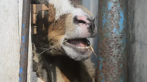 Animals prepared for slaughter during Eid al-Adha. Stock Footage 241967649