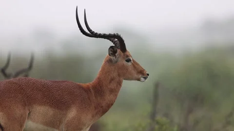 Animals in rain slow motion Stock Footage 304829712