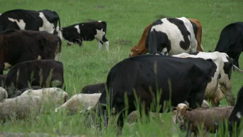 Animals, rams, sheep and cows on a paddock. Stock Footage 197550193