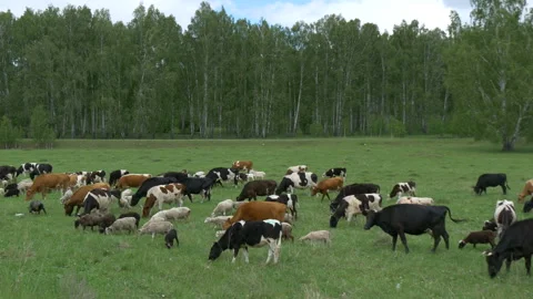 Animals, rams, sheep, cows and goats on a paddock. Stock Footage 197550267