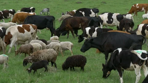 Animals, rams, sheep, cows and goats on a paddock. Stock Footage 197550318
