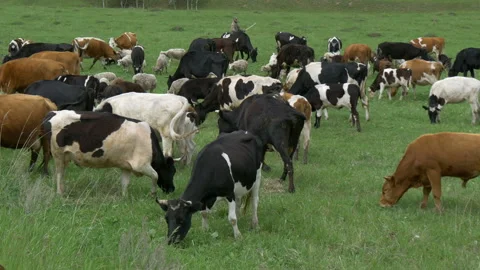 Animals, rams, sheep, cows and goats on a paddock in nature. Stock Footage 197550454