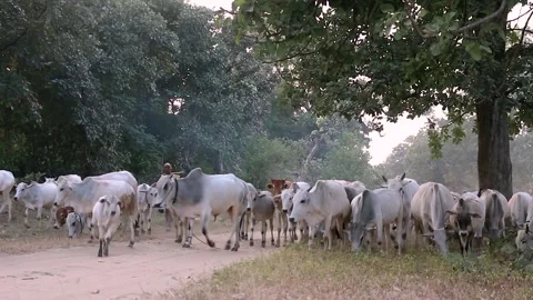 Animals returning home Stock Footage 196006244
