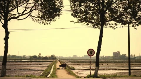 Animals By Rice Fields. Farm Creatures Peacefully Grazing Near Expansive Rice Stock-Footage 332686622