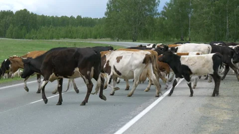 Animals on the road. Stock Footage 197549910