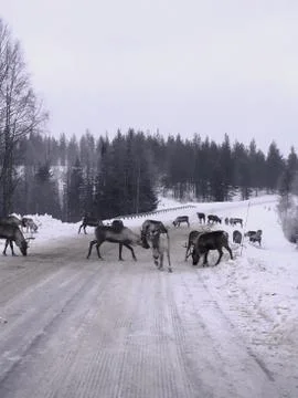 Animals on the road. Stock-Fotos