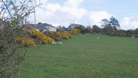 Animals roam through grassy field with colorful bushes in the background Stockbeeldmateriaal 306393660