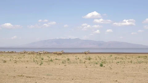 Animals Running Stock Footage 130089288