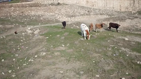 Animals running near the river Stock Footage 113629882