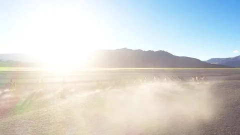 Animals running under the sunset Stock Footage 243021222