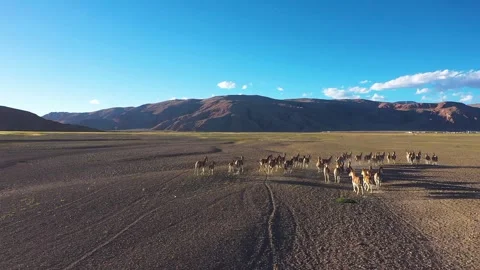 Animals running under the sunset Stock Footage 243021575