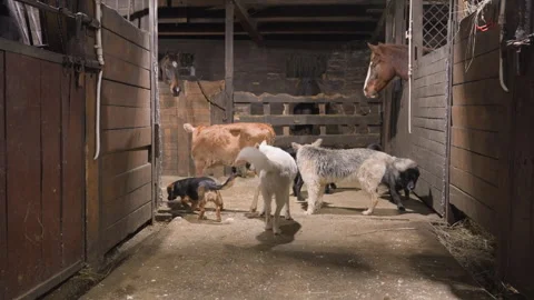 Animals in rustic barn. Playful herd by straw floor. Black dog in warm stabling Stock Footage 345174058