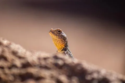Animals of Saint Catherine - Lizard 스톡 사진