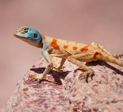 Animals of Saint Catherine 스톡 사진