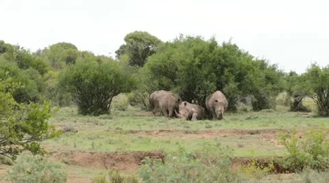 Animals  in a sanctuary Stock Footage 20624099