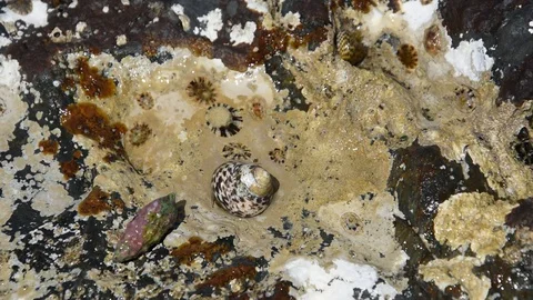 Animals of the sea Stock Footage 109441559