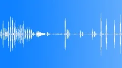 Animals Sea Mammals Dolphins Bottlenose Single Vocal Calls Sing Loud Sound Effect