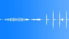 Animals Sea Mammals Dolphins Bottlenose Single Vocal Calls Sing Throat Sound Effect