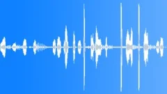 Animals Sea Mammals South American Sea Lions Fur Seal Herd Bay Vocal Calls Roar Sound Effect