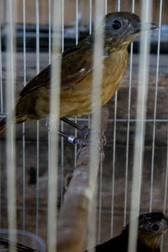 Animals seized by ibama Stock Photos