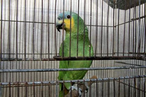 Animals seized by ibama Stock Photos