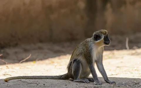 Animals in Senegal Stock Photos