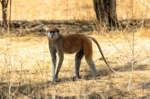 Animals in Senegal Stock Photos