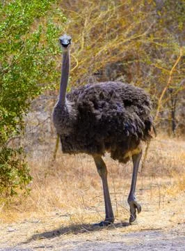 Animals in Senegal Stock Photos